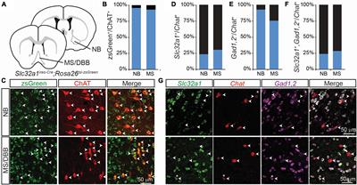 Developmental regulation of GABAergic gene expression in forebrain cholinergic neurons